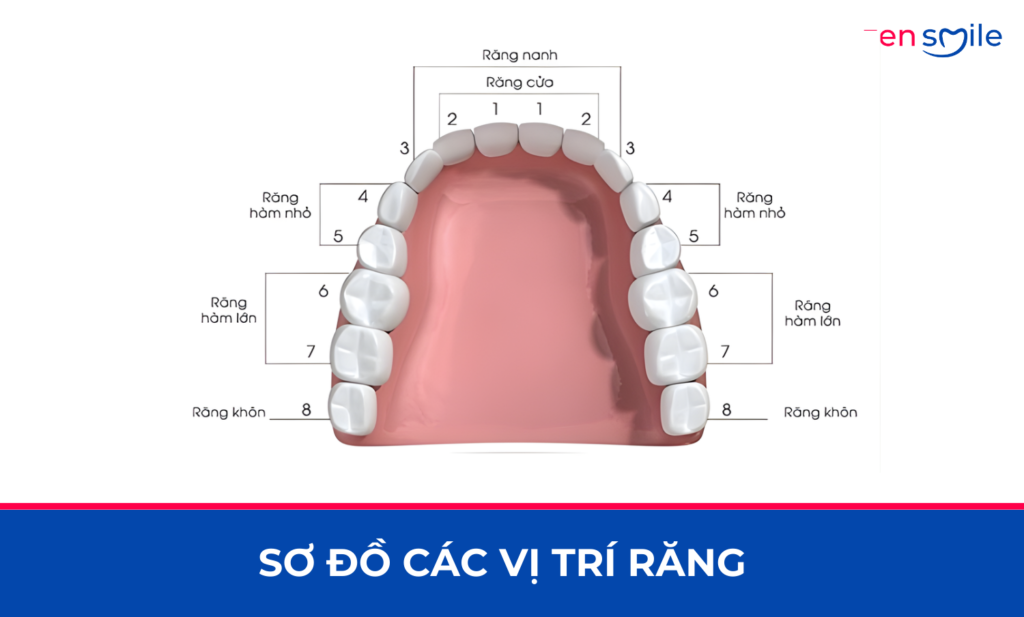 Nhổ răng người lớn — ảnh 5